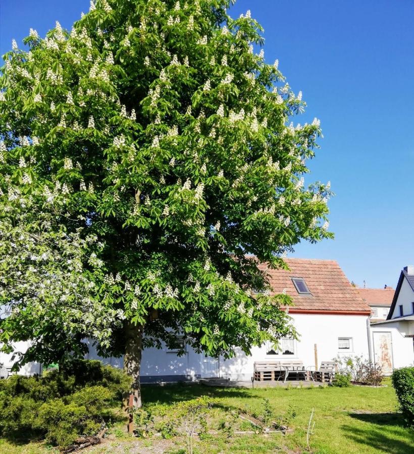 Ferienwohnung Lodig Gross Sarchen 外观 照片