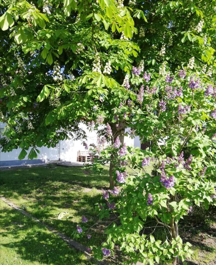 Ferienwohnung Lodig Gross Sarchen 外观 照片